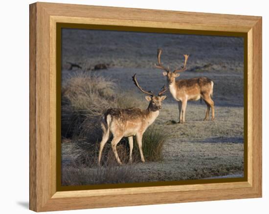 Fallow Deer Bucks, Dama Dama, Dallam Estate, Cumbria, England, United Kingdom-Steve & Ann Toon-Framed Premier Image Canvas