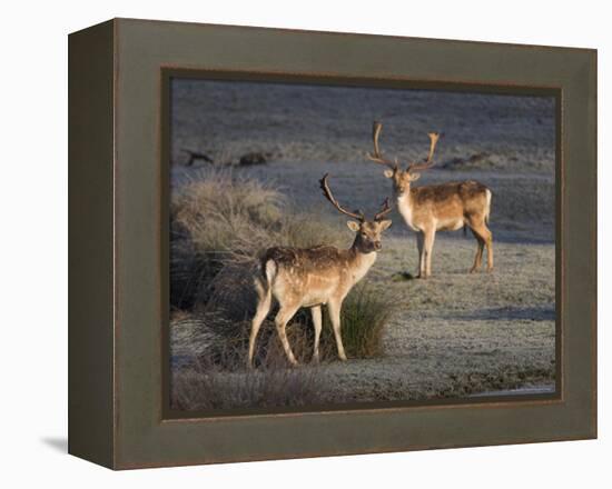 Fallow Deer Bucks, Dama Dama, Dallam Estate, Cumbria, England, United Kingdom-Steve & Ann Toon-Framed Premier Image Canvas