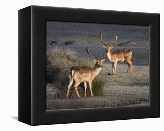 Fallow Deer Bucks, Dama Dama, Dallam Estate, Cumbria, England, United Kingdom-Steve & Ann Toon-Framed Premier Image Canvas