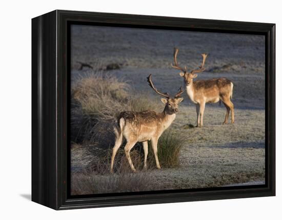 Fallow Deer Bucks, Dama Dama, Dallam Estate, Cumbria, England, United Kingdom-Steve & Ann Toon-Framed Premier Image Canvas