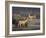 Fallow Deer Bucks, Dama Dama, Dallam Estate, Cumbria, England, United Kingdom-Steve & Ann Toon-Framed Photographic Print