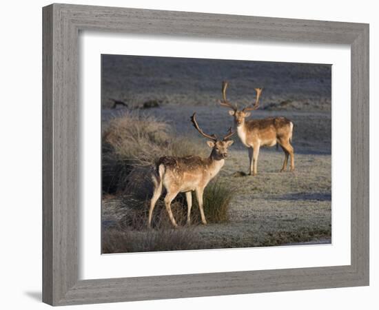 Fallow Deer Bucks, Dama Dama, Dallam Estate, Cumbria, England, United Kingdom-Steve & Ann Toon-Framed Photographic Print