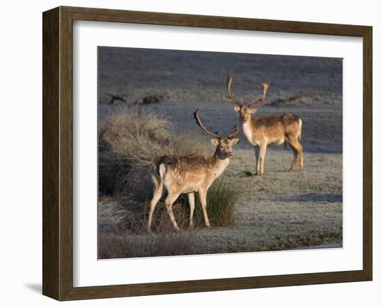 Fallow Deer Bucks, Dama Dama, Dallam Estate, Cumbria, England, United Kingdom-Steve & Ann Toon-Framed Photographic Print