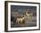 Fallow Deer Bucks, Dama Dama, Dallam Estate, Cumbria, England, United Kingdom-Steve & Ann Toon-Framed Photographic Print