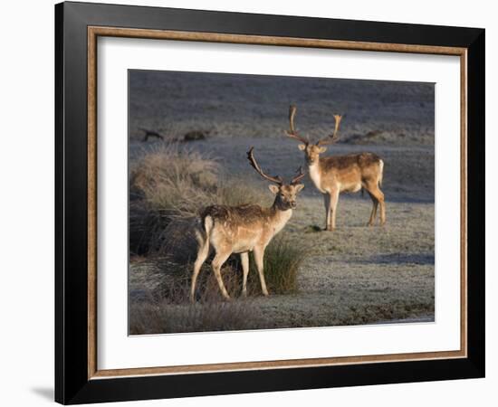 Fallow Deer Bucks, Dama Dama, Dallam Estate, Cumbria, England, United Kingdom-Steve & Ann Toon-Framed Photographic Print