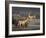 Fallow Deer Bucks, Dama Dama, Dallam Estate, Cumbria, England, United Kingdom-Steve & Ann Toon-Framed Photographic Print