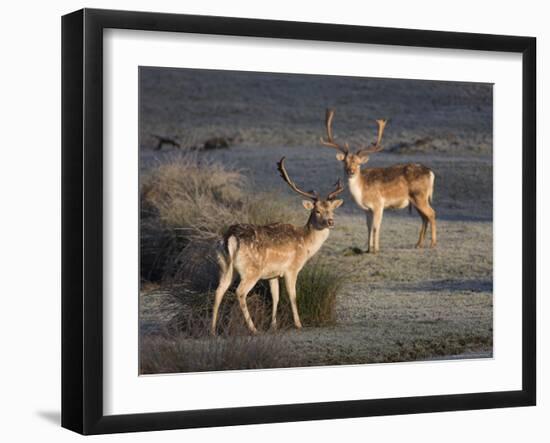 Fallow Deer Bucks, Dama Dama, Dallam Estate, Cumbria, England, United Kingdom-Steve & Ann Toon-Framed Photographic Print