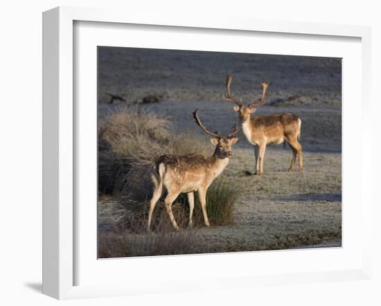 Fallow Deer Bucks, Dama Dama, Dallam Estate, Cumbria, England, United Kingdom-Steve & Ann Toon-Framed Photographic Print