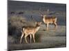 Fallow Deer Bucks, Dama Dama, Dallam Estate, Cumbria, England, United Kingdom-Steve & Ann Toon-Mounted Photographic Print