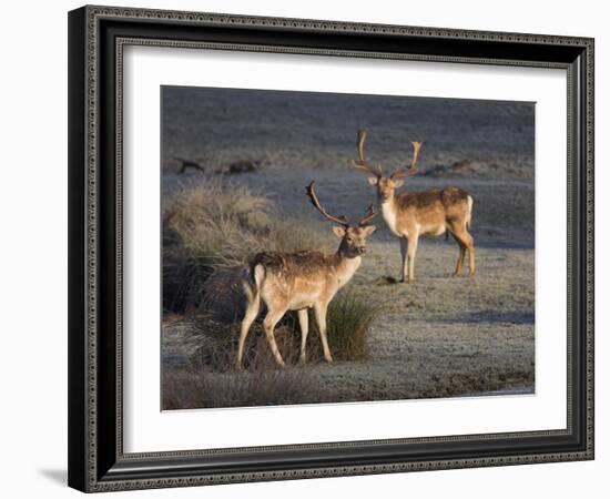 Fallow Deer Bucks, Dama Dama, Dallam Estate, Cumbria, England, United Kingdom-Steve & Ann Toon-Framed Photographic Print