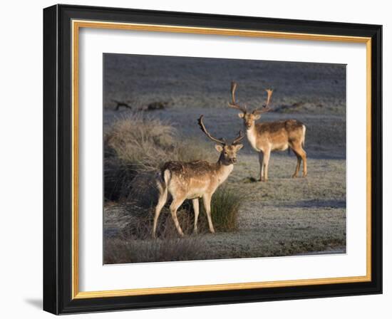 Fallow Deer Bucks, Dama Dama, Dallam Estate, Cumbria, England, United Kingdom-Steve & Ann Toon-Framed Photographic Print