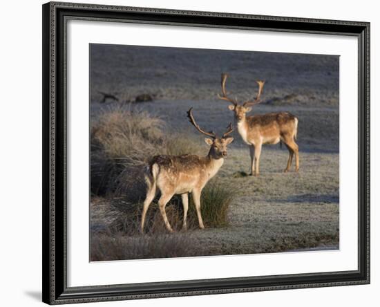 Fallow Deer Bucks, Dama Dama, Dallam Estate, Cumbria, England, United Kingdom-Steve & Ann Toon-Framed Photographic Print