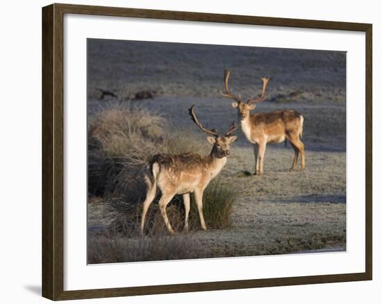 Fallow Deer Bucks, Dama Dama, Dallam Estate, Cumbria, England, United Kingdom-Steve & Ann Toon-Framed Photographic Print