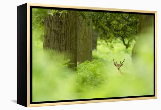 Fallow Deer (Dama Dama) Amongst Bracken in Oak Woodland, Cheshire, UK-Ben Hall-Framed Premier Image Canvas