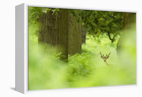 Fallow Deer (Dama Dama) Amongst Bracken in Oak Woodland, Cheshire, UK-Ben Hall-Framed Premier Image Canvas