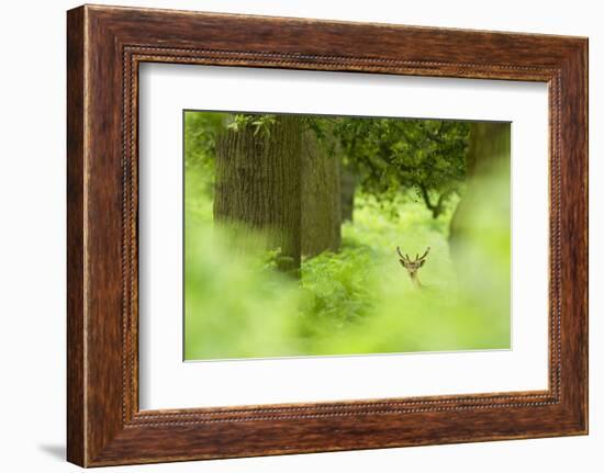 Fallow Deer (Dama Dama) Amongst Bracken in Oak Woodland, Cheshire, UK-Ben Hall-Framed Photographic Print
