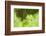 Fallow Deer (Dama Dama) Amongst Bracken in Oak Woodland, Cheshire, UK-Ben Hall-Framed Photographic Print