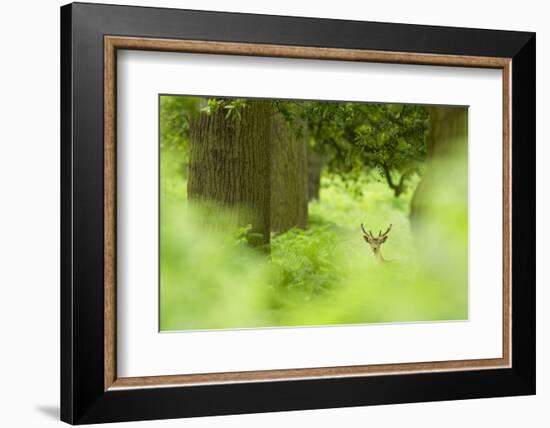 Fallow Deer (Dama Dama) Amongst Bracken in Oak Woodland, Cheshire, UK-Ben Hall-Framed Photographic Print