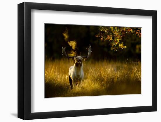 Fallow Deer (Dama Dama) Buck Bellowing At Dawn During The Rut, Cheshire, UK, October-Ben Hall-Framed Photographic Print