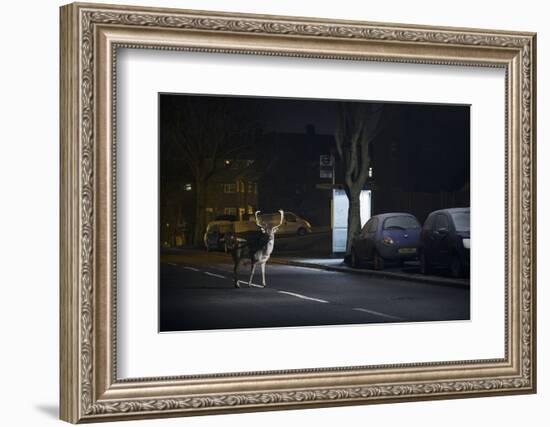 Fallow Deer (Dama Dama) Buck Crossing Road in Front of Bus Stop. London, UK. January-Sam Hobson-Framed Photographic Print