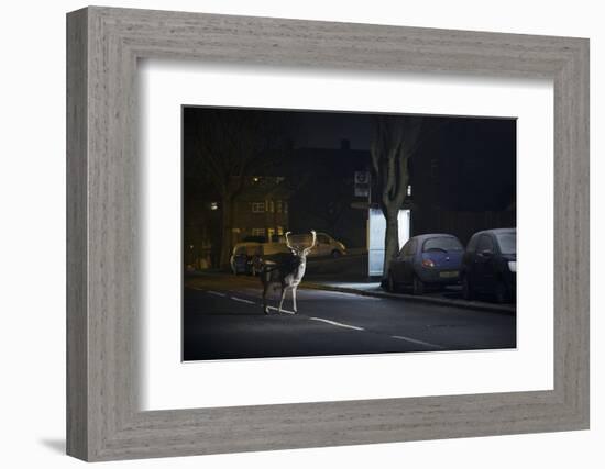 Fallow Deer (Dama Dama) Buck Crossing Road in Front of Bus Stop. London, UK. January-Sam Hobson-Framed Photographic Print