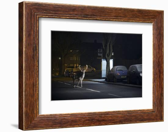 Fallow Deer (Dama Dama) Buck Crossing Road in Front of Bus Stop. London, UK. January-Sam Hobson-Framed Photographic Print