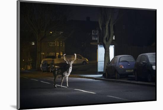 Fallow Deer (Dama Dama) Buck Crossing Road in Front of Bus Stop. London, UK. January-Sam Hobson-Mounted Photographic Print