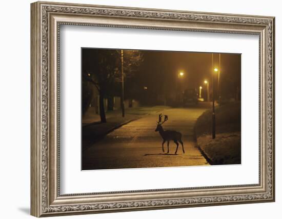 Fallow Deer (Dama Dama) Buck Crossing Road under Street Lights. London, UK. January-Sam Hobson-Framed Photographic Print