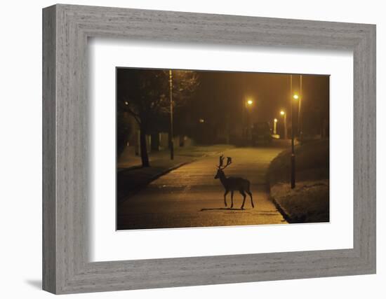 Fallow Deer (Dama Dama) Buck Crossing Road under Street Lights. London, UK. January-Sam Hobson-Framed Photographic Print