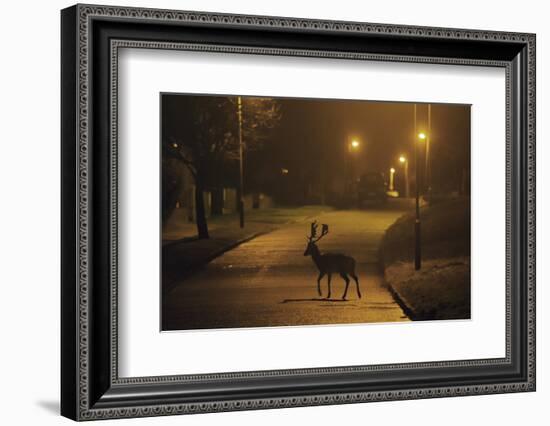 Fallow Deer (Dama Dama) Buck Crossing Road under Street Lights. London, UK. January-Sam Hobson-Framed Photographic Print