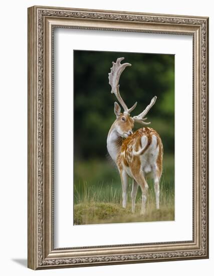 Fallow Deer (Dama Dama) Buck Grooming, Antlers In Velvet. North Island, New Zealand-Andy Trowbridge-Framed Photographic Print