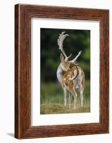 Fallow Deer (Dama Dama) Buck Grooming, Antlers In Velvet. North Island, New Zealand-Andy Trowbridge-Framed Photographic Print