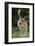 Fallow Deer (Dama Dama) Buck Grooming, Antlers In Velvet. North Island, New Zealand-Andy Trowbridge-Framed Photographic Print