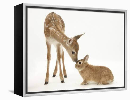 Fallow Deer (Dama Dama) Fawn and Sandy Netherland-Cross Rabbit-Mark Taylor-Framed Premier Image Canvas