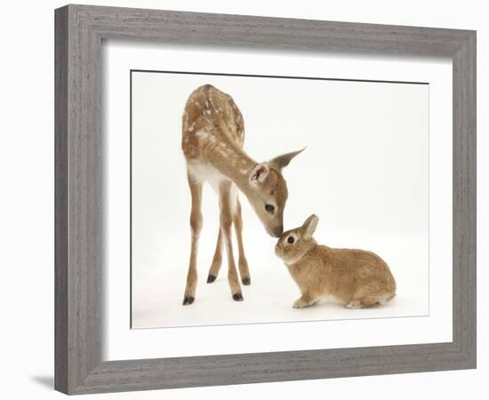 Fallow Deer (Dama Dama) Fawn and Sandy Netherland-Cross Rabbit-Mark Taylor-Framed Photographic Print