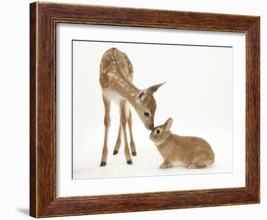 Fallow Deer (Dama Dama) Fawn and Sandy Netherland-Cross Rabbit-Mark Taylor-Framed Photographic Print