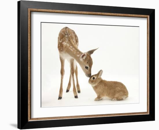 Fallow Deer (Dama Dama) Fawn and Sandy Netherland-Cross Rabbit-Mark Taylor-Framed Photographic Print