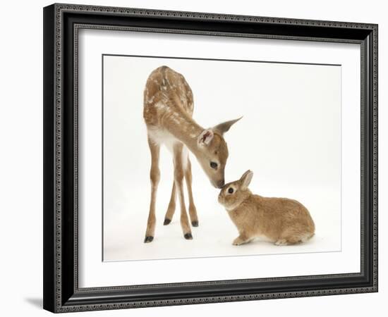 Fallow Deer (Dama Dama) Fawn and Sandy Netherland-Cross Rabbit-Mark Taylor-Framed Photographic Print