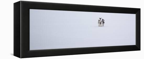 Fallow Deer, Dama Dama, Huddle Together in the Snow-Alex Saberi-Framed Premier Image Canvas