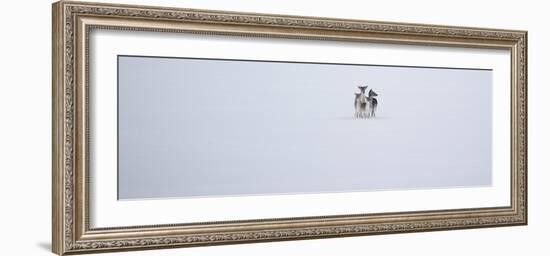 Fallow Deer, Dama Dama, Huddle Together in the Snow-Alex Saberi-Framed Photographic Print