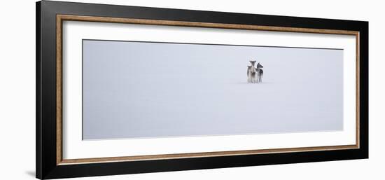 Fallow Deer, Dama Dama, Huddle Together in the Snow-Alex Saberi-Framed Photographic Print