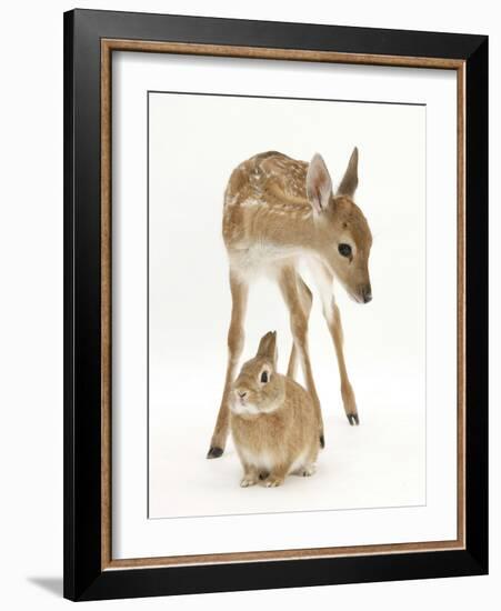 Fallow Deer (Dama Dama) Portrait of Fawn Standing over a Sandy Netherland-Cross Rabbit-Mark Taylor-Framed Photographic Print