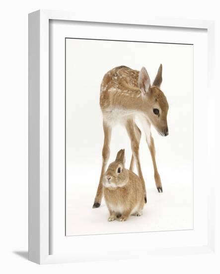 Fallow Deer (Dama Dama) Portrait of Fawn Standing over a Sandy Netherland-Cross Rabbit-Mark Taylor-Framed Photographic Print