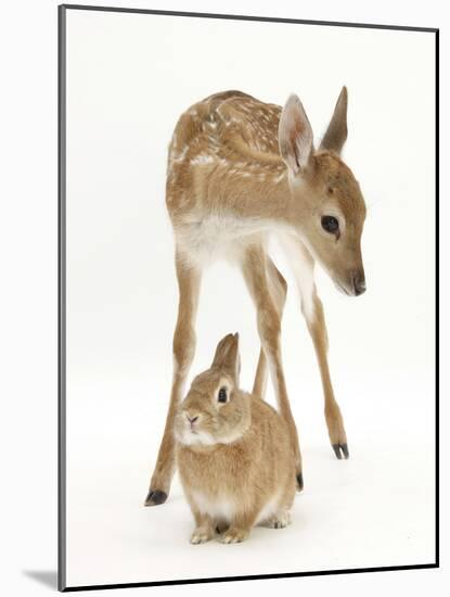 Fallow Deer (Dama Dama) Portrait of Fawn Standing over a Sandy Netherland-Cross Rabbit-Mark Taylor-Mounted Photographic Print