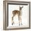 Fallow Deer (Dama Dama) Portrait of Fawn Standing-Mark Taylor-Framed Photographic Print