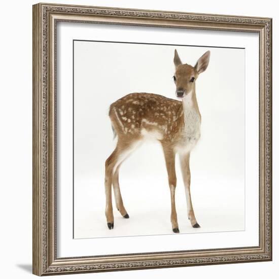 Fallow Deer (Dama Dama) Portrait of Fawn Standing-Mark Taylor-Framed Photographic Print