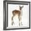 Fallow Deer (Dama Dama) Portrait of Fawn Standing-Mark Taylor-Framed Photographic Print