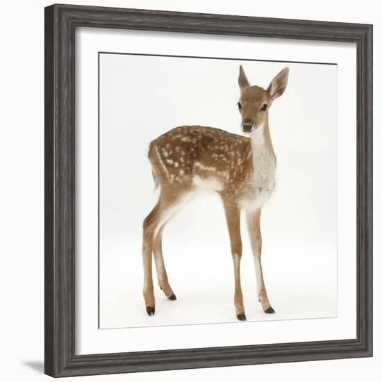 Fallow Deer (Dama Dama) Portrait of Fawn Standing-Mark Taylor-Framed Photographic Print