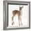 Fallow Deer (Dama Dama) Portrait of Fawn Standing-Mark Taylor-Framed Photographic Print