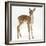 Fallow Deer (Dama Dama) Portrait of Fawn Standing-Mark Taylor-Framed Photographic Print